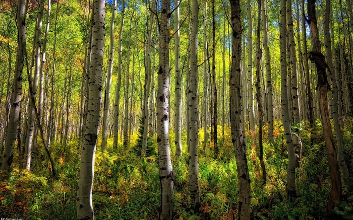 Aspen forest with green and yellow foliage