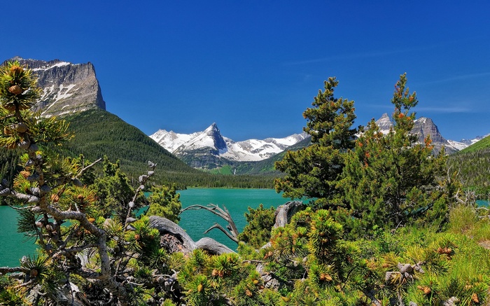 Turquoise lake and snow-capped mountains framed by pine trees