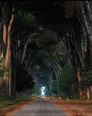 Deer on a road lined with trees in Italy