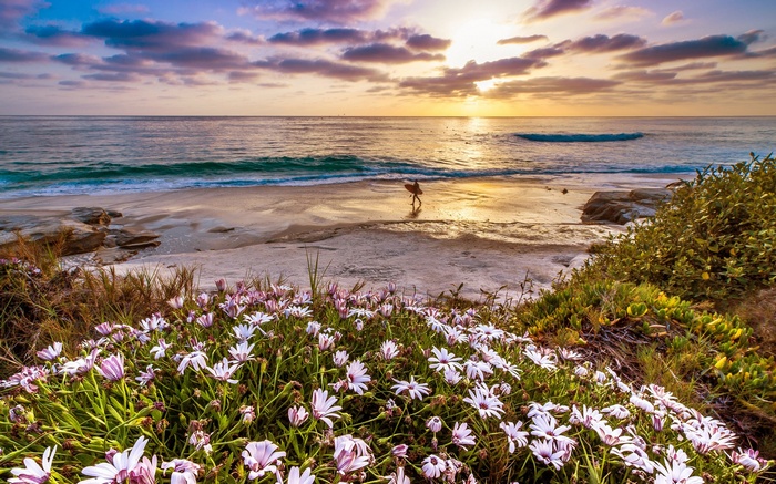 Surfer walking on beach at sunset with flowers
