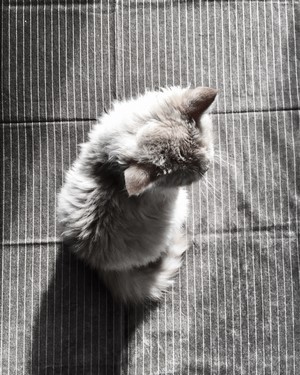 Fluffy gray cat sitting on striped fabric