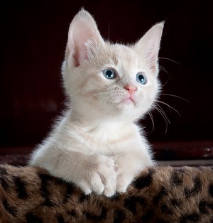 Cream-colored kitten with blue eyes