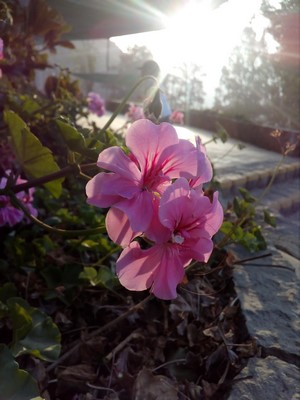 Pink geranium flowers in sunlight