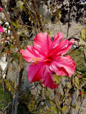 Pink Hibiscus flower on a branch