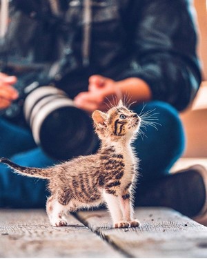 Kitten looking up at a person with a camera