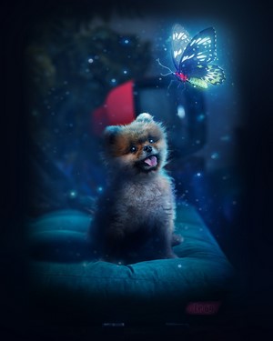 Pomeranian puppy looking at a glowing butterfly
