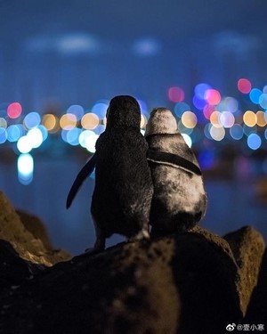 Two penguins sitting on rocks at night