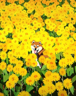 Shiba Inu dog in a field of yellow flowers