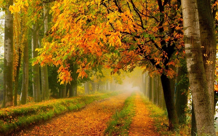 Autumn path through a forest with colorful leaves