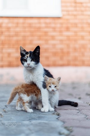 Mother cat with two kittens on cobblestone