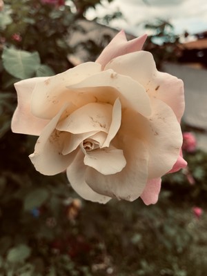 Pale pink rose in bloom