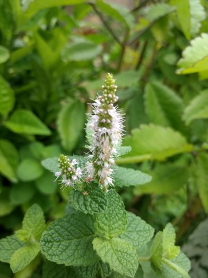 Close-up of a flowering mint plant with green leaves