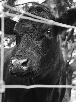 Black cow behind a fence