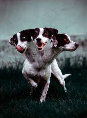 Artwork of a three-headed dog, Cerberus