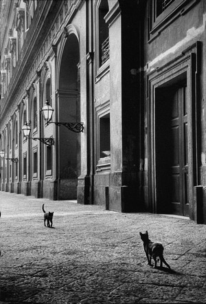 Two cats on a cobblestone street in Naples, Italy