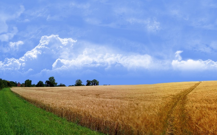 Golden wheat field under a cloudy blue sky