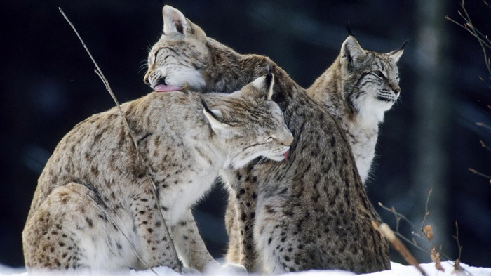 Three lynx cats in the snow