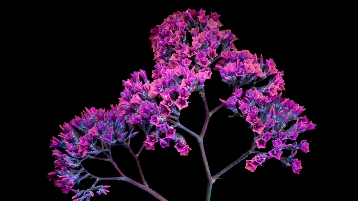 Purple flowers on black background