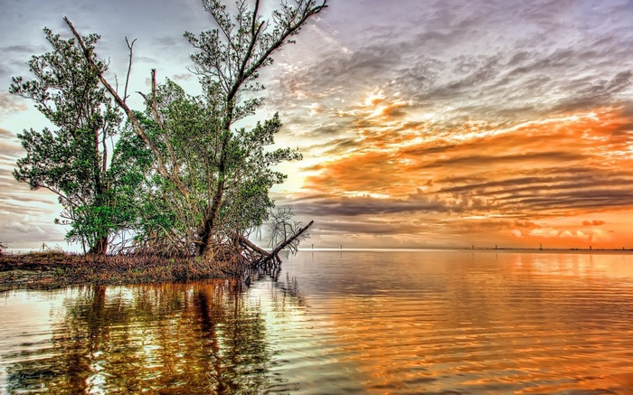 Mangrove trees reflected in water at sunset
