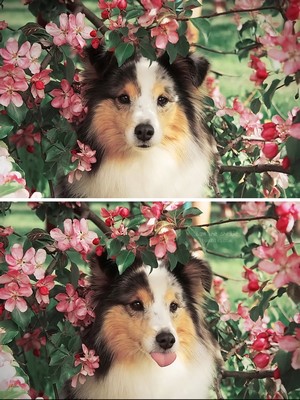 Dog with pink flowers