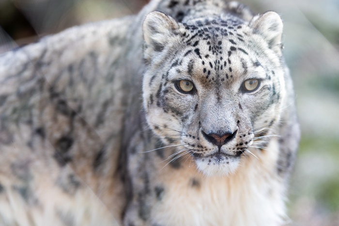 Snow leopard in a zoo