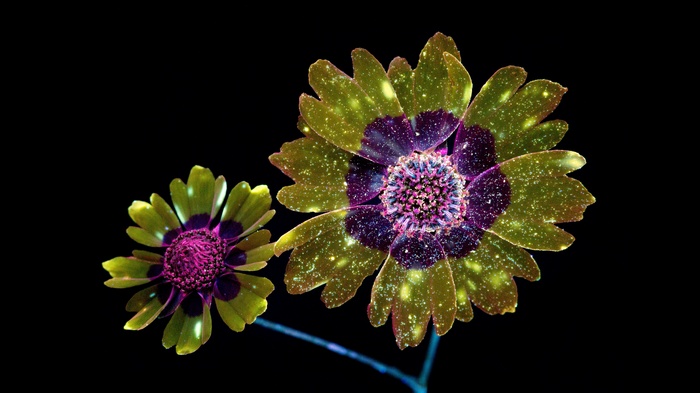 Two yellow and purple flowers on black background
