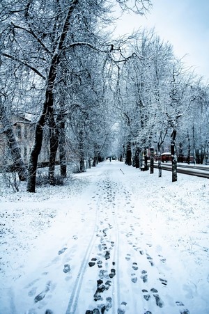 Snowy path lined with trees in winter