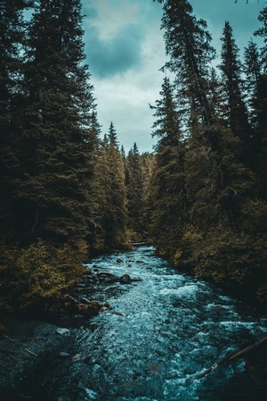 River flowing through a dense forest