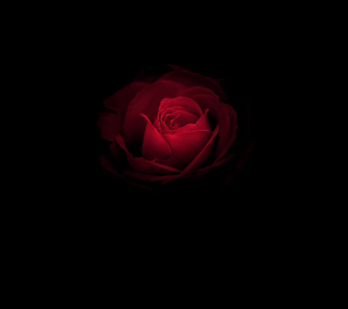 Stock, Red Rose, Black, Huawei Mate RS, Rose flower, Porsche Design