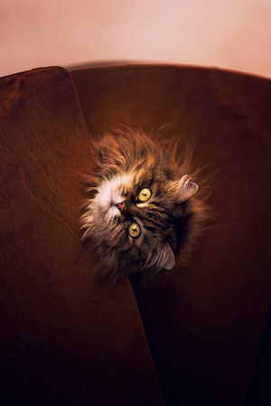 Brown Maine Coon Cat with Intense Yellow Eyes