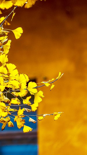 Yellow Ginkgo Leaves in Fall