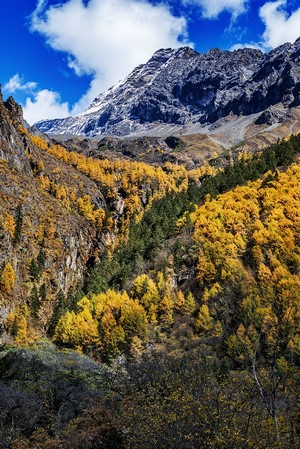 Autumn mountain landscape with yellow trees and snow-capped peaks