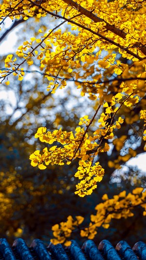 Yellow ginkgo leaves on branches in autumn