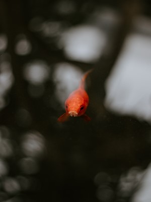 Orange goldfish swimming in a dark pond