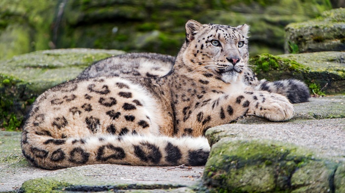 Snow leopard resting on rocks