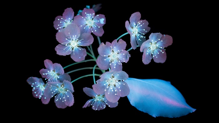 Glowing Purple Flowers and Leaf on Black Background