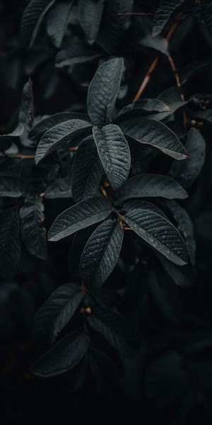 Dark Vertical Nature Leaves