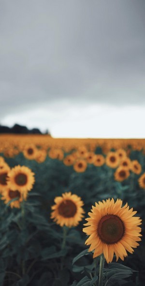 Field of sunflowers under a cloudy sky