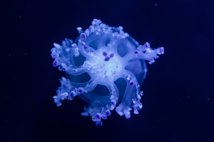Blue Jellyfish Underwater 4K