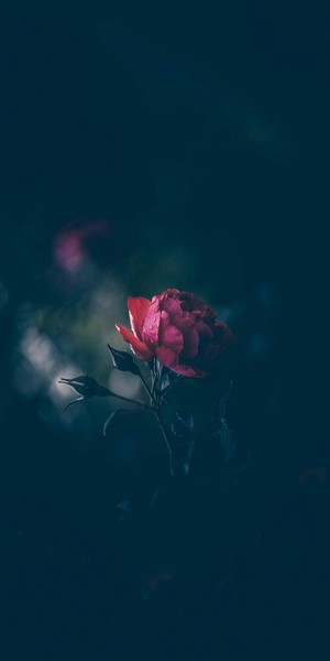 Red rose with buds in dark garden