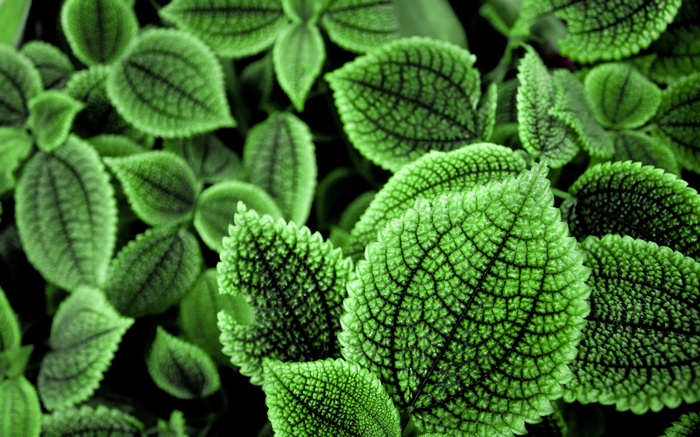 Close-up of textured green leaves with dark veins