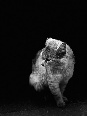 Monochrome portrait of a cat