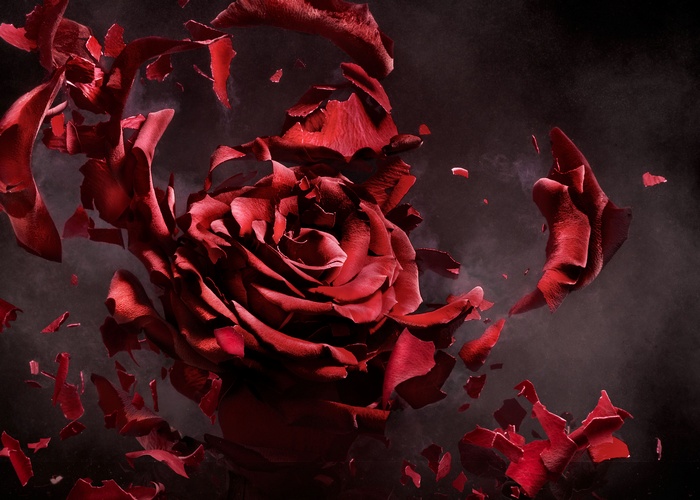 Exploding Red Rose with Petals