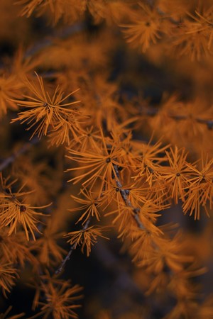 Close-up of golden conifer needles in autumn