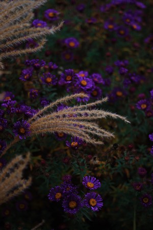 Purple asters and ornamental grass