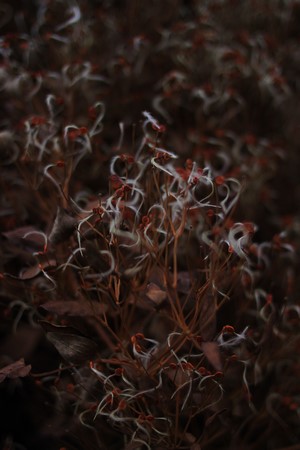 Close-up of delicate plant with red buds and white tendrils