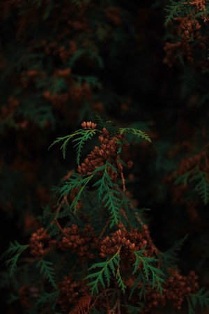 Green cedar branches with brown cones