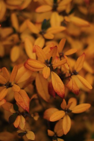 Close-up of orange autumn leaves