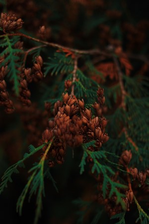 Close-up of a conifer branch with cones