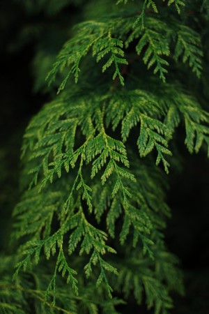 Close-up of green cedar branches